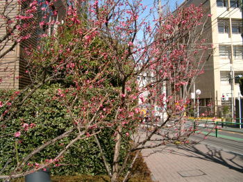 a0085663_19572352.jpg
