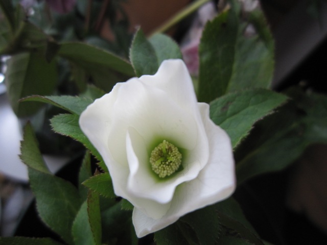 c0202870_1775231.jpg