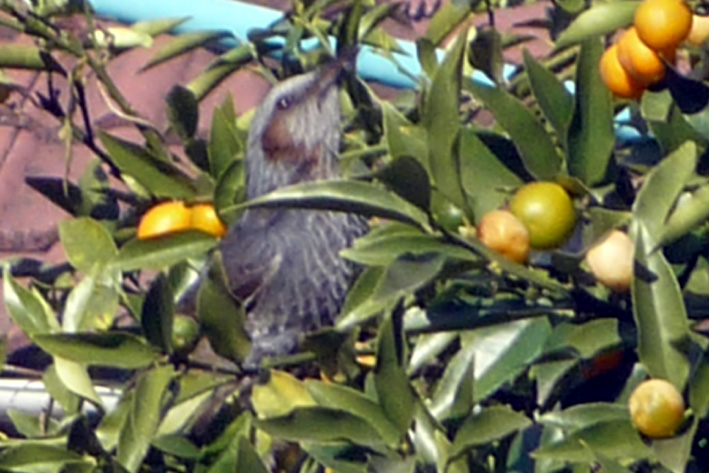 c0125283_13432166.jpg