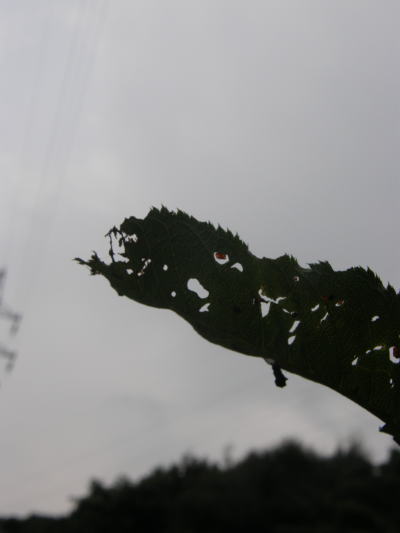 e0017396_22253424.jpg