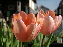 c0190010_2016198.jpg