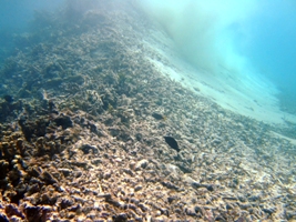 a0043520_645657.jpg