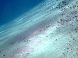 a0043520_647156.jpg
