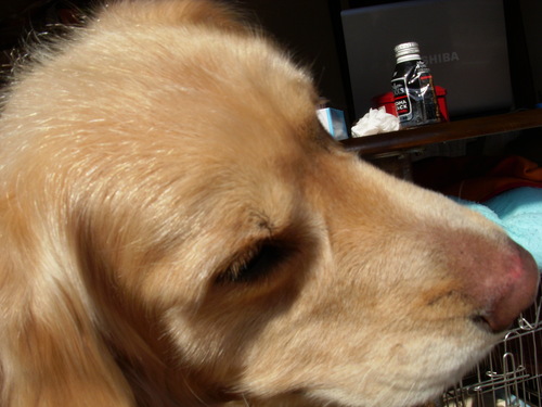 c0218443_12454278.jpg