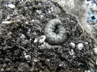 f0055264_20224782.jpg