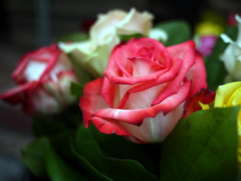 c0090198_4224315.jpg