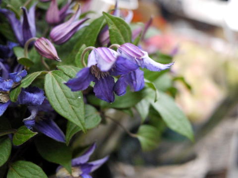 c0090198_4281666.jpg