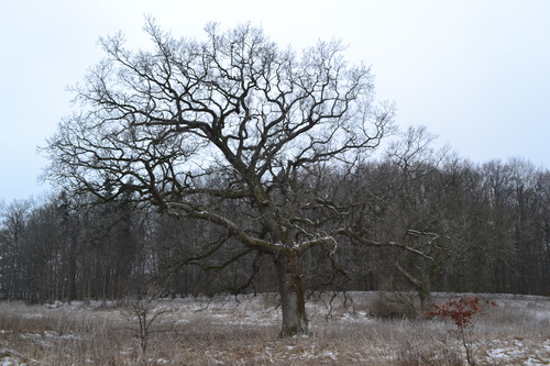 d0126508_955028.jpg