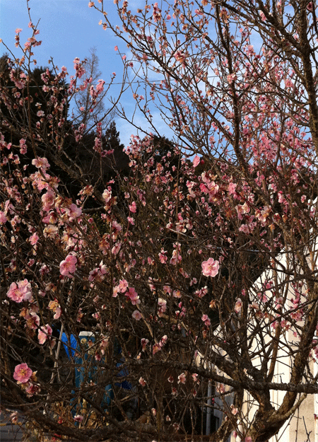 e0203037_22395619.gif