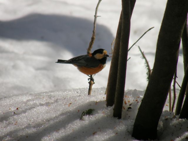 c0042869_207076.jpg