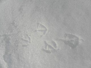 d0134473_1627531.jpg