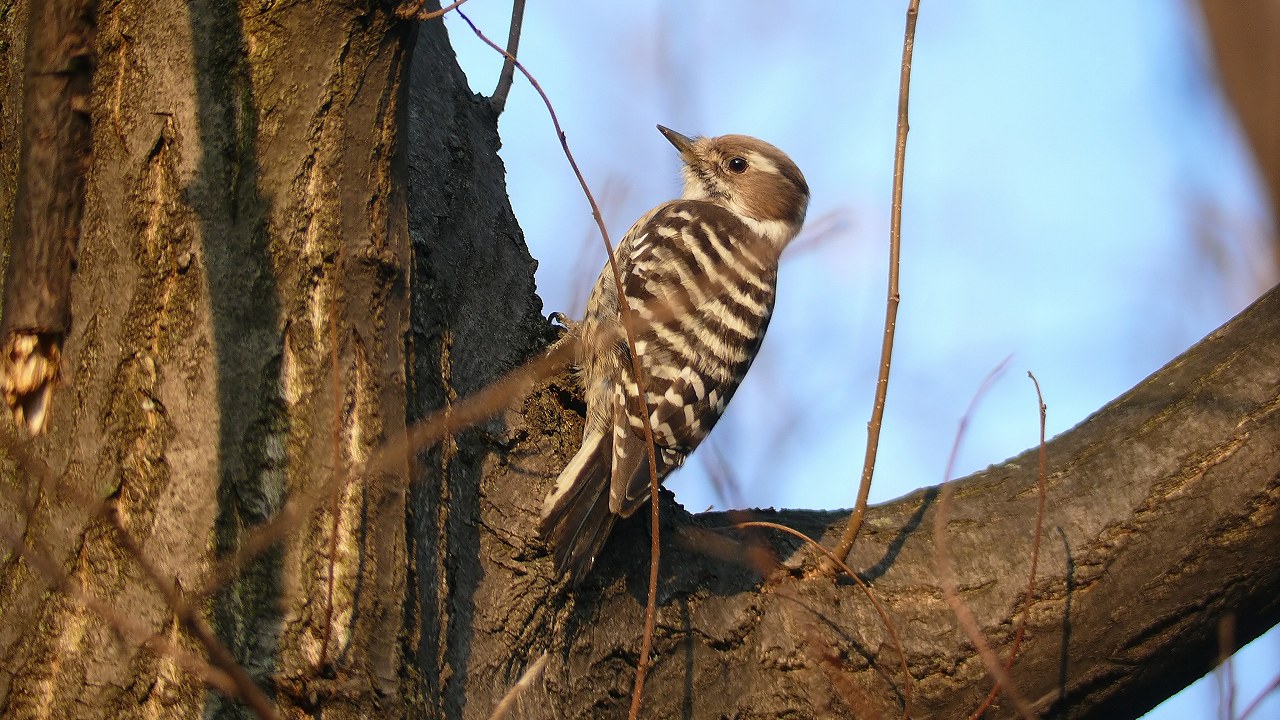 a0185081_20564167.jpg