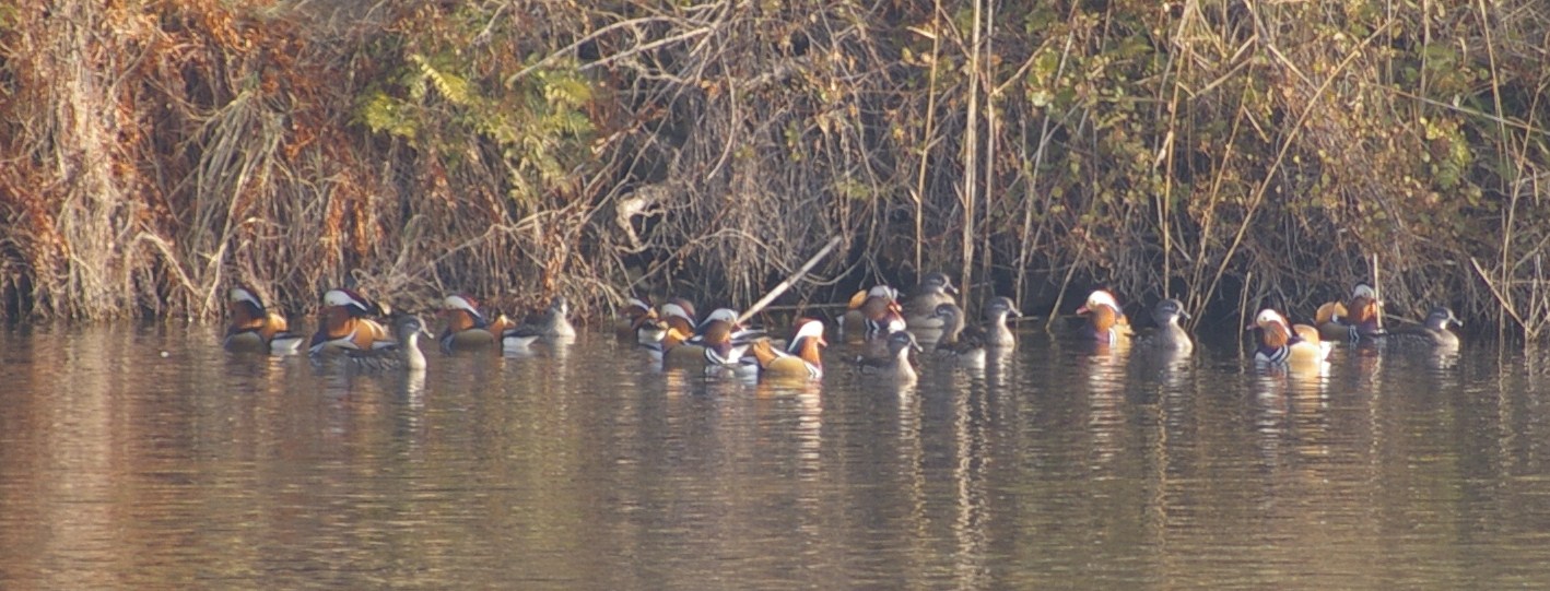 e0197884_21431332.jpg