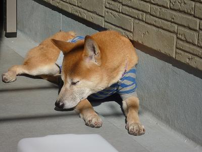 c0123890_20253040.jpg