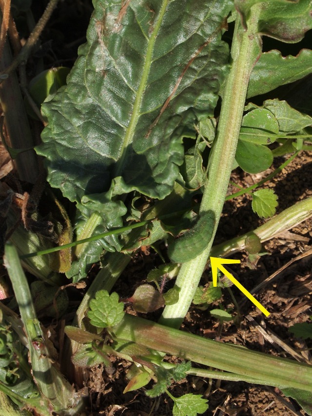 b0194593_1435562.jpg