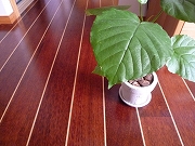 c0151903_2142295.jpg