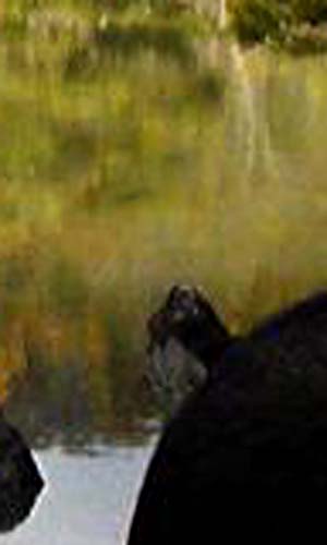 e0103408_1438647.jpg