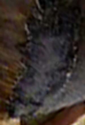 e0103408_9578.jpg
