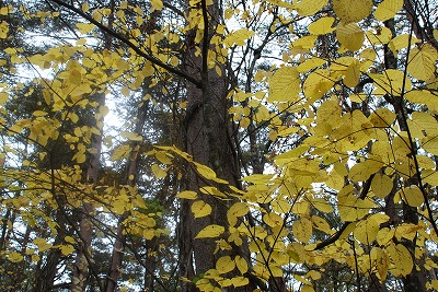 e0219011_1044035.jpg