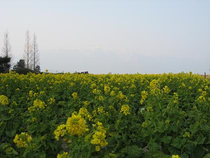 a0044916_9254410.jpg