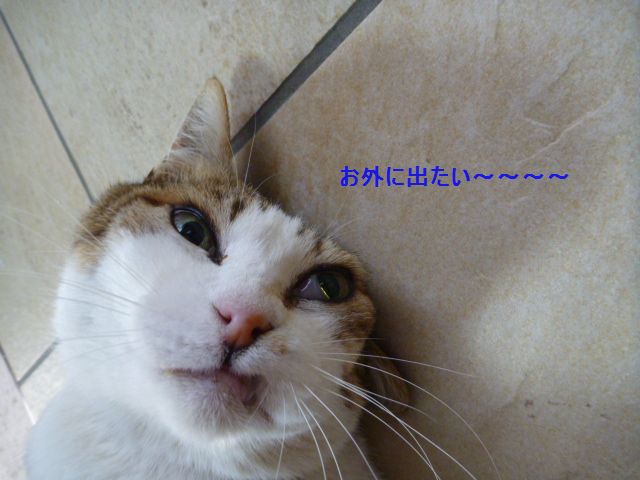e0142430_1231592.jpg