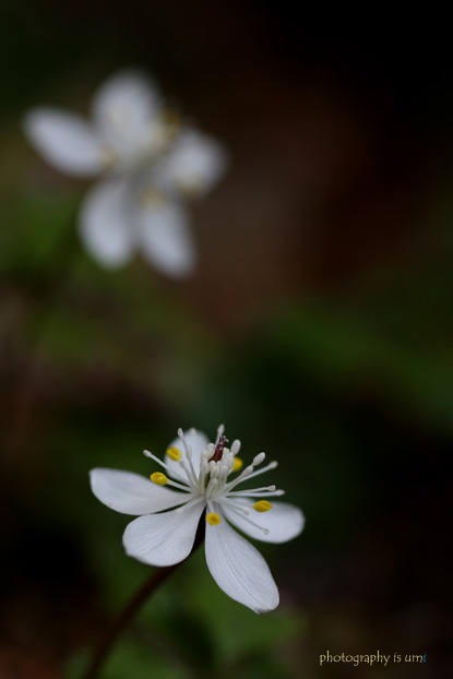 e0083238_2371461.jpg