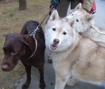 e0121548_20123025.jpg