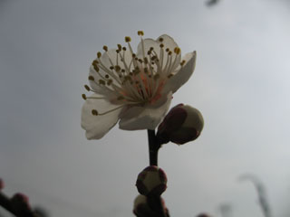 a0150850_1144171.jpg