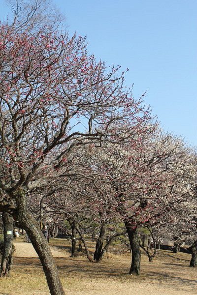 a0128464_13184110.jpg