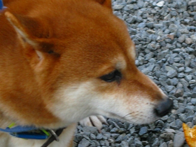 f0181394_2011064.jpg