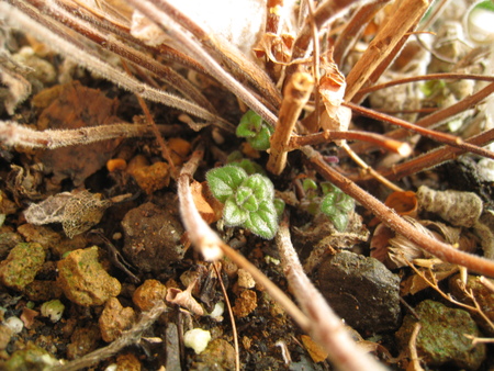 c0227800_959342.jpg
