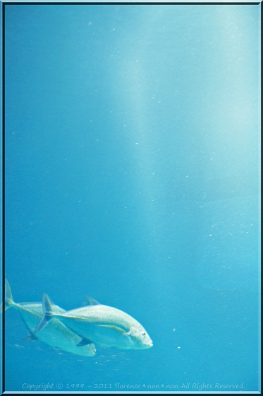 e0137705_1652188.jpg