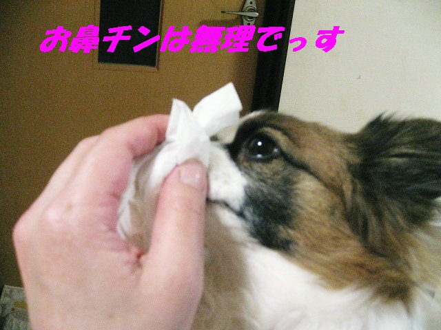 a0149240_20453336.jpg