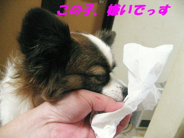 a0149240_20481428.jpg
