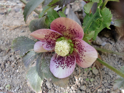 e0110940_23353251.jpg