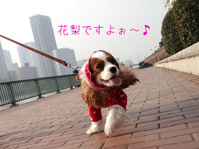 a0120944_16181242.jpg