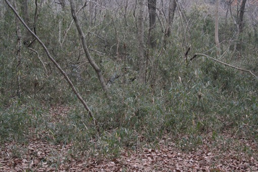 a0044046_17111989.jpg