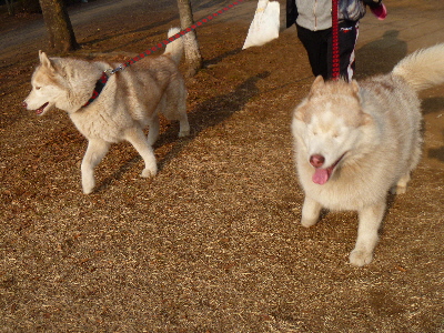 e0121548_21111150.jpg
