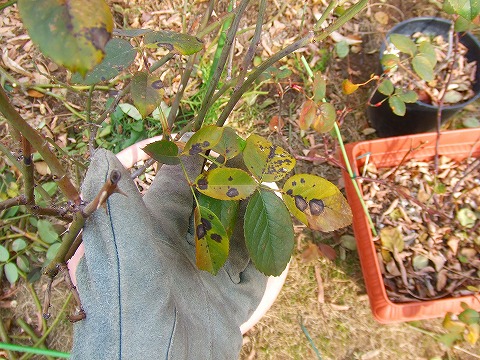 a0104162_22195158.jpg