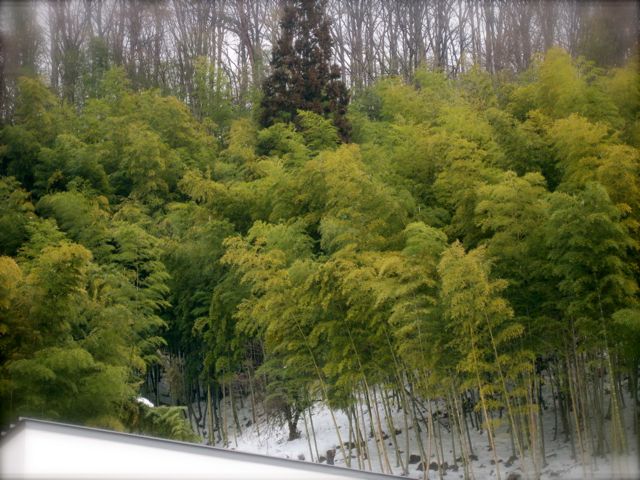 a0154962_222193.jpg
