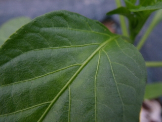 f0055264_21415596.jpg