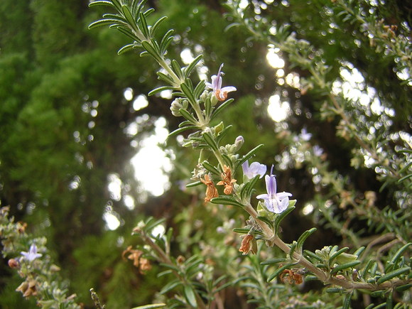 b0180968_12504715.jpg