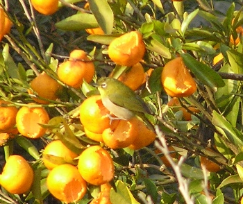 f0003283_910149.jpg