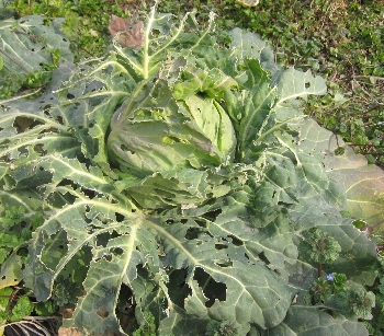 f0003283_9103790.jpg