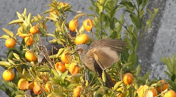 f0003283_985534.jpg