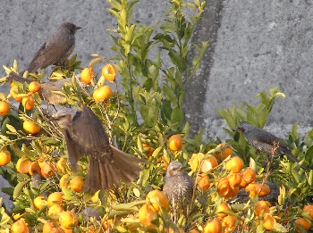 f0003283_993385.jpg