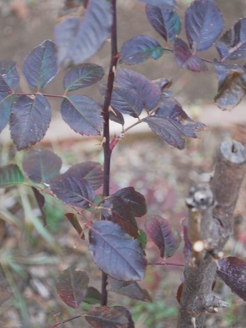 e0025300_1748125.jpg