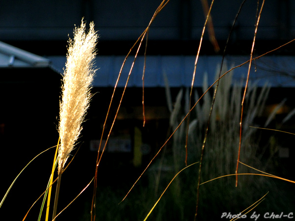 a0154706_18374974.jpg