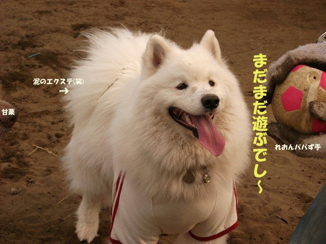 e0176159_11511021.jpg
