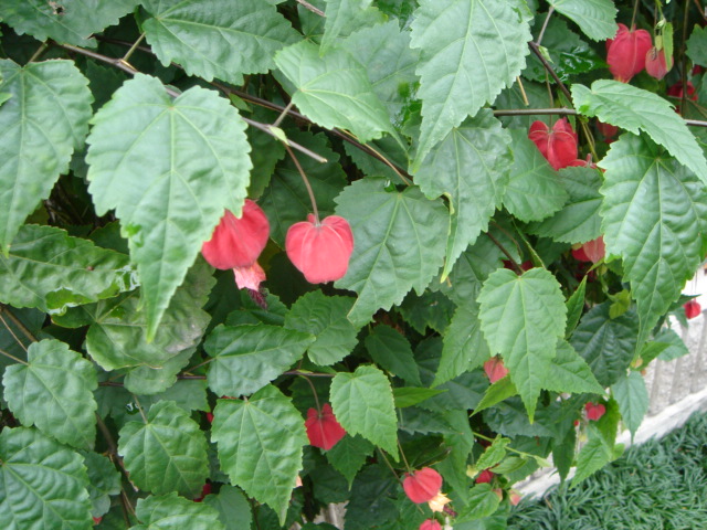 c0228393_9233768.jpg
